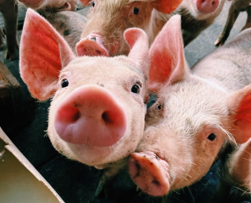 Group of pigs looking at the camera