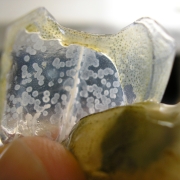 White Spot Syndrome Virus(WSSV) White Spot Virus infected shrimp shell