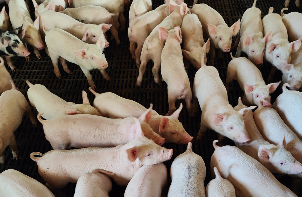 pigs-2024